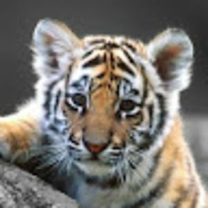 Meet your Posher, Lelia